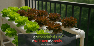 ระเบียงเล็กก็กลายเป็นแปลงผักได้ ปลูกผักสลัดไฮโดรโปนิกส์ที่คอนโดหรือบ้าน เริ่มอย่างไรให้สำเร็จ ปลูกผักกินเอง...ทำไมกลายเป็นความฝันของคนเมืองยุคนี้?