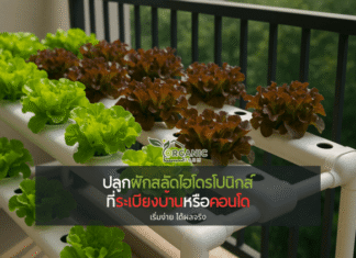 ระเบียงเล็กก็กลายเป็นแปลงผักได้ ปลูกผักสลัดไฮโดรโปนิกส์ที่คอนโดหรือบ้าน เริ่มอย่างไรให้สำเร็จ ปลูกผักกินเอง...ทำไมกลายเป็นความฝันของคนเมืองยุคนี้?