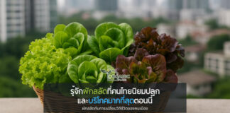 เปิดโลกผักไฮโดรโปนิกส์ รู้จักผักสลัดที่คนไทยนิยมปลูกและบริโภคมากที่สุดตอนนี้ ผักสลัดกับการเปลี่ยนวิถีชีวิตของคนเมือง