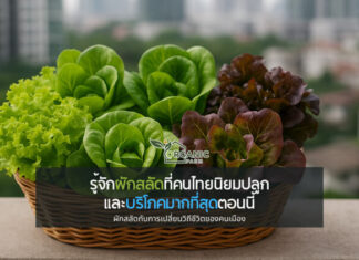เปิดโลกผักไฮโดรโปนิกส์ รู้จักผักสลัดที่คนไทยนิยมปลูกและบริโภคมากที่สุดตอนนี้ ผักสลัดกับการเปลี่ยนวิถีชีวิตของคนเมือง