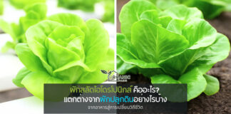 ผักสลัดไฮโดรโปนิกส์ คืออะไร? ดีกว่าผักปลูกดินอย่างไร รู้จักโลกของผักที่ปลูกโดยไม่ใช้ดิน