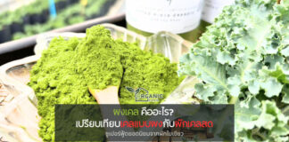 ผงเคล คืออะไร? ต่างจากผักเคลสดอย่างไรบ้าง รู้จักผงเคลให้ลึกขึ้นก่อนตัดสินใจเลือกเพื่อสุขภาพ
