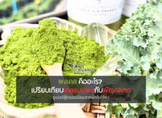 ผงเคล คืออะไร? ต่างจากผักเคลสดอย่างไรบ้าง รู้จักผงเคลให้ลึกขึ้นก่อนตัดสินใจเลือกเพื่อสุขภาพ
