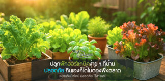 ปลูกผักออร์แกนิคง่าย ๆ ที่บ้าน กินเองได้ สุขภาพดีแบบไม่ต้องซื้อแพง ปลูกกินเองคือทางเลือกใหม่ที่ตอบโจทย์ชีวิตคนเมือง
