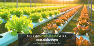 รู้จักระบบปลูกผักไฮโดรโปนิกส์ 6 แบบยอดนิยม เหมาะกับใคร? เข้าใจไฮโดรโปนิกส์ก่อนเริ่มต้นปลูกผักไม่ใช้ดิน