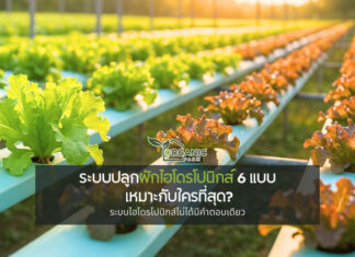 รู้จักระบบปลูกผักไฮโดรโปนิกส์ 6 แบบยอดนิยม เหมาะกับใคร? เข้าใจไฮโดรโปนิกส์ก่อนเริ่มต้นปลูกผักไม่ใช้ดิน