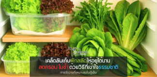 เก็บผักสลัดให้อยู่ได้นาน สดกรอบ ไม่ช้ำ: ทำได้จริงด้วยความเข้าใจลึกถึงธรรมชาติ ผักสลัดที่สด อาจไม่ได้ปลอดภัยจากการเสื่อมสภาพ