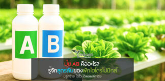 ปุ๋ย AB คืออะไร? รู้จักสูตรลับของผักไฮโดรโปนิกส์ที่ปลูกง่าย โตไว ได้ผลผลิตจริง จากน้ำเปล่า สู่ระบบที่ปลูกผักได้โดยไม่ต้องใช้ดิน