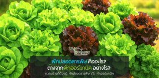 ผักปลอดสารพิษ คืออะไร? ไขความลับความต่างจากผักออร์แกนิคที่คุณอาจไม่เคยรู้! ผักปลอดสารพิษ คืออะไร? ไขความลับความต่างจากผักออร์แกนิคที่คุณอาจไม่เคยรู้!