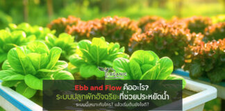 Ebb and Flow คืออะไร? ระบบปลูกผักสุดอัจฉริยะที่ช่วยประหยัดน้ำได้มากที่สุด ระบบน้ำที่ไม่ใช่แค่ไหลเวียน แต่เข้าใจธรรมชาติของรากพืชอย่างลึกซึ้ง