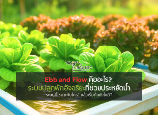 Ebb and Flow คืออะไร? ระบบปลูกผักสุดอัจฉริยะที่ช่วยประหยัดน้ำได้มากที่สุด ระบบน้ำที่ไม่ใช่แค่ไหลเวียน แต่เข้าใจธรรมชาติของรากพืชอย่างลึกซึ้ง