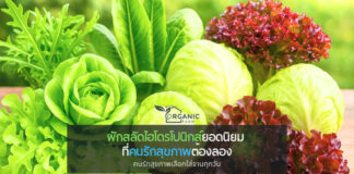 รู้จัก ผักสลัดไฮโดรโปนิกส์ยอดนิยม คนรักสุขภาพต้องลอง ผักสลัดไฮโดรโปนิกส์กำลังเป็นที่นิยมมากขึ้นในชีวิตประจำวัน